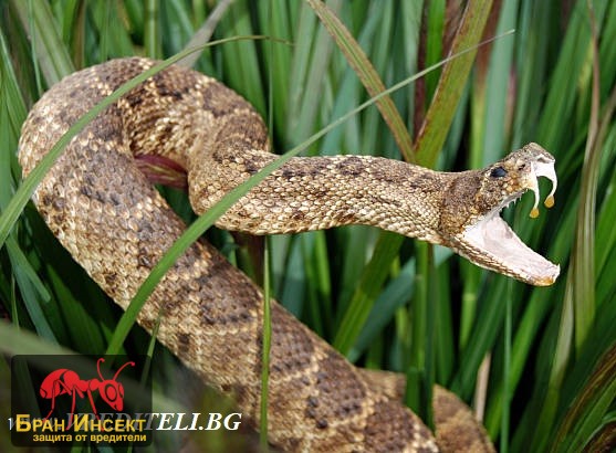 Как се прогонват змиите от дворове, къщи, мазета, складове... - Бран Инсект